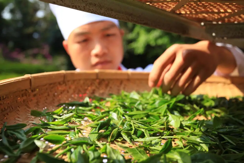 云南滇红茶.webp (3).jpg