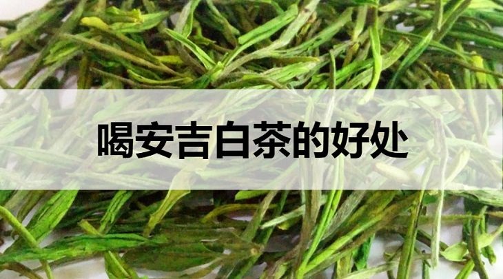 喝安吉白茶的好处有哪些？