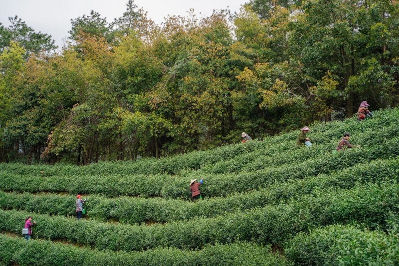 世界非物质文化遗产 中国传统制茶技艺 绿茶篇——安吉白茶