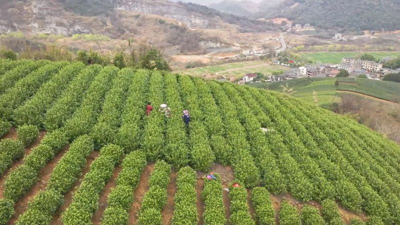中泰街道头茬“乌牛早”开采啦！