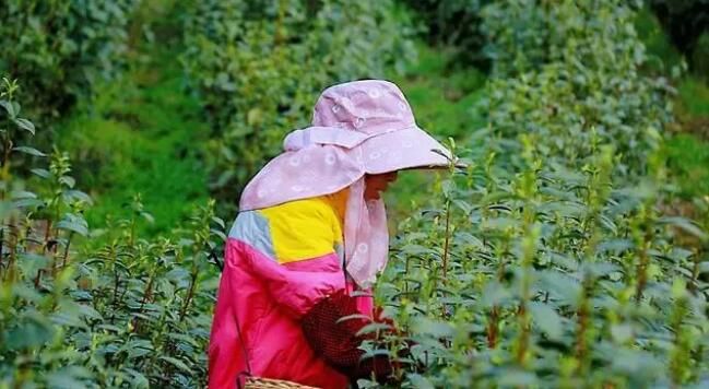 德江：16.39万亩春茶全面开采