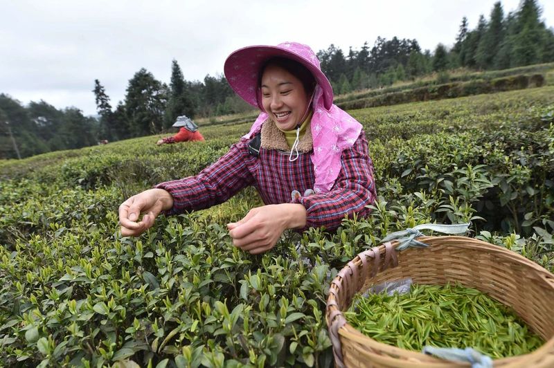 松桃：三月春光好 春茶采摘忙