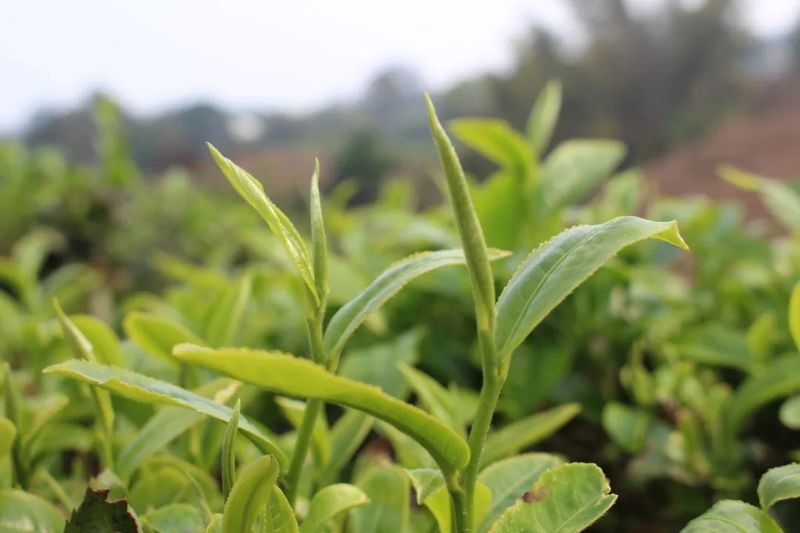 澜沧文东：春茶“抢鲜”采 茶香促振兴