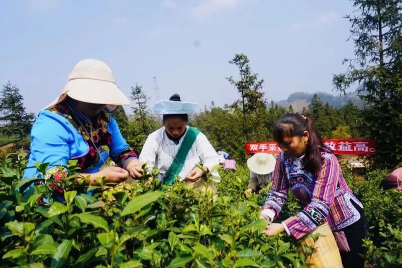 2023年贵州各地春茶生产一线观察：三月正芬芳 尤有黔茶香