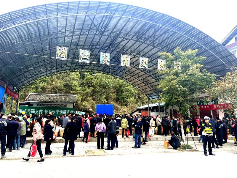 春茶上市，湄潭县湄江茶青市场交易忙
